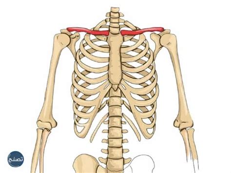عظام اعلى القفص الصدري ذكرت في القران موقع تصفح