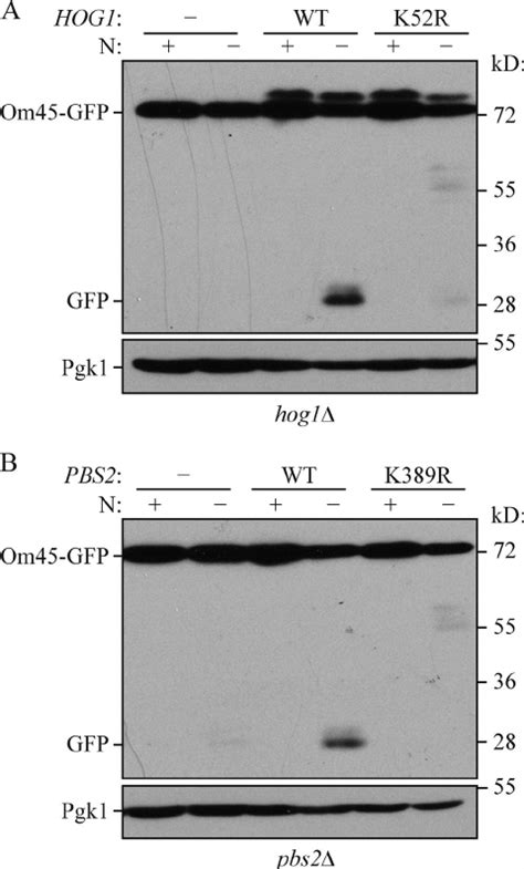 Kinase Dead Mutants Of Hog1 And Pbs2 Have Defects In Mitophagy A The Download Scientific