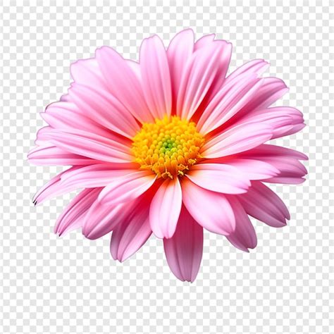 La Flor De Gerbera Rosada Png Aislada En Un Fondo Transparente Psd