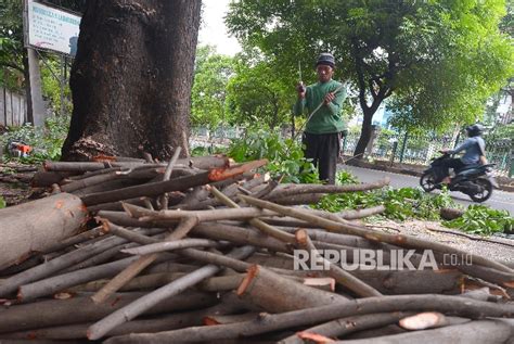 Antisipasi Pohon Tumbang Sejumlah Pohon Tua Di Senayan Ditebang