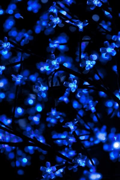 Blue christmas lights Free stock photos in JPEG (.jpg) 2901x4351 format ...