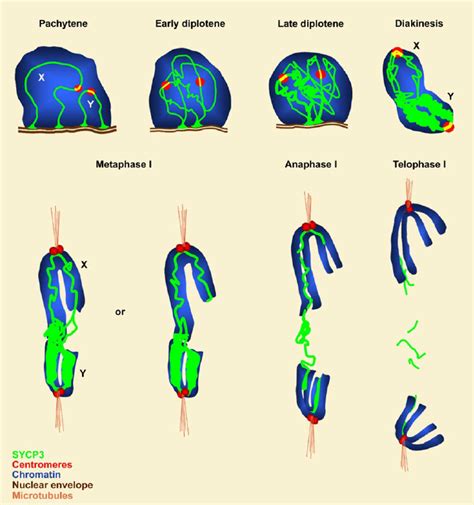 Schematic Representation Of The Pairing And Segregation Dynamics Of The Download Scientific