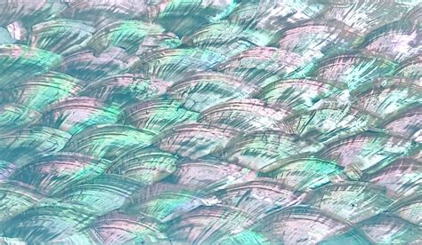 Blue Abalone Shell Adhesive Veneer Sheet Mother Of Pearl Shell X