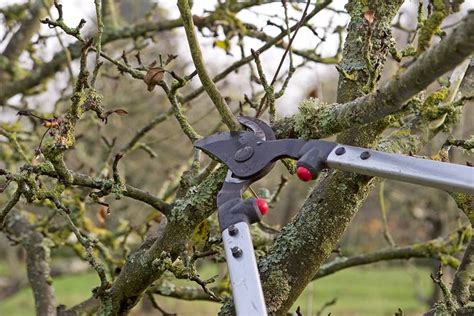 Je Appelboom Snoeien In De Winter Voor Lekkerder Fruit Artofit