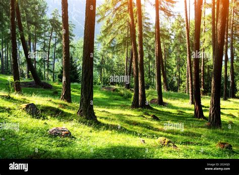 Beautiful Summer Evergreen Forest With Pine Trees And Lush Grass