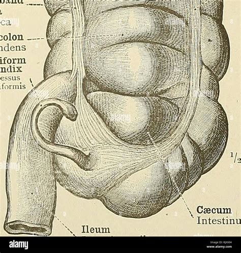 Taenia Omentalis