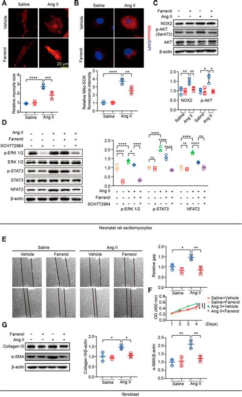 Frontiers Farrerol Prevents Angiotensin Ii Induced Cardiac Remodeling