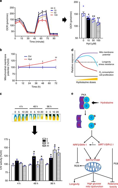 Time And Dose Dependent Effect Of Hydralazine On Mitochondrial