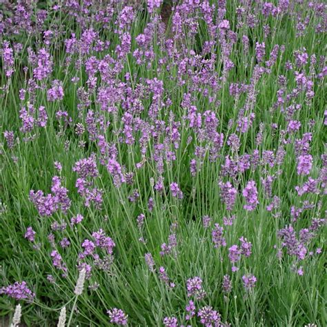 Lavandula Angustifolia Munstead