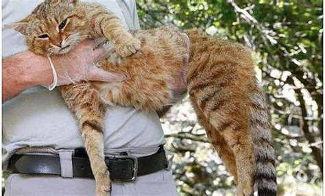 Descubren Nueva Especie De Felino El Enigm Tico Y Bello Gato Zorro