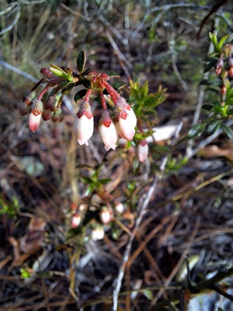 Shiny Blueberry From Sopchoppy Fl Usa On February At