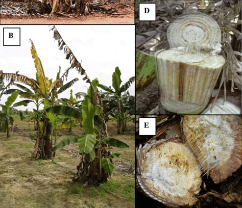 Disease symptoms of Fusarium wilt of banana caused by Fusarium ...