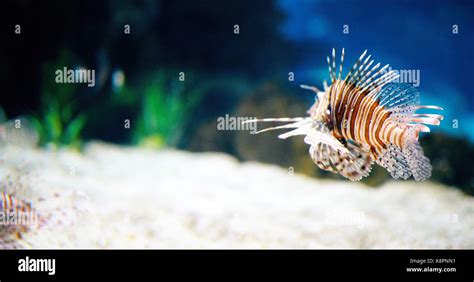 Portrait of beautiful venomous lion fish in aquarium Stock Photo - Alamy