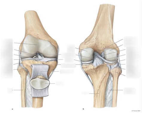 BIO 2201 Knee Joint Anatomy Anterior And Posterior View Diagram