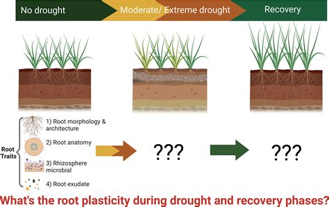 Frontiers Plant Root Plasticity During Drought And Recovery What Do