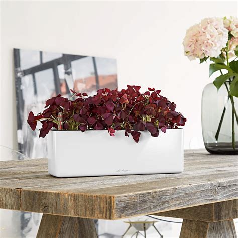 Lechuza Cube Glossy Triple Tabletop Planter Interismo Uk