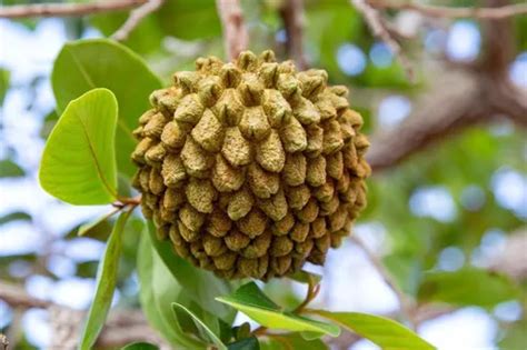 30 Sementes Araticum Do Cerrado Marolo Exótico Raro Parcelamento sem