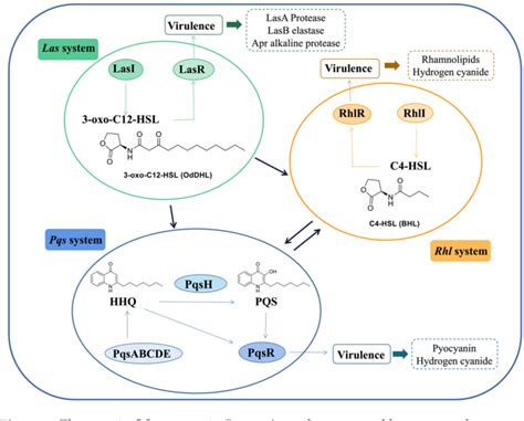 Figure From The Molecular Architecture Of Pseudomonas Aeruginosa