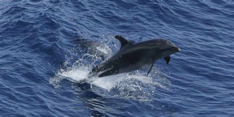 Une journée d action mondiale pour la protection des dauphins