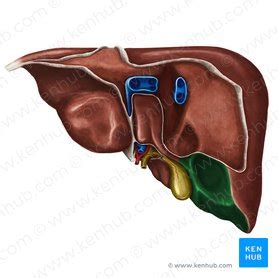 Hígado Anatomía porta hepática y aspectos clínicos Kenhub