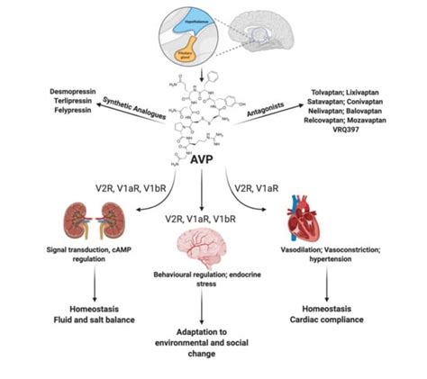 Biomedicines Free Full Text The Biology Of Vasopressin