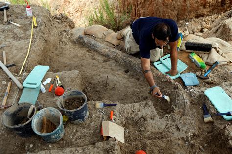 Fossilized tusk from giant ancient elephant found in Israel | Inquirer News