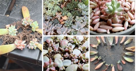 How To Grow A Succulent From A Leaf Your Ultimate Guide To Succulent Propagation