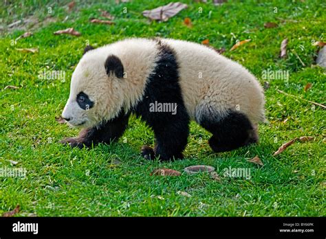 Joven Cachorro De Panda Gigante En Chengdu Base De Investigaci N De