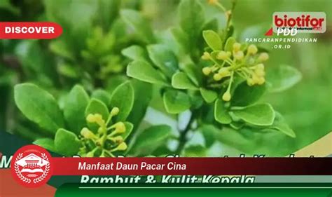 Banyak Yang Belum Tahu Inilah 30 Manfaat Daun Pacar Cina Yang Wajib