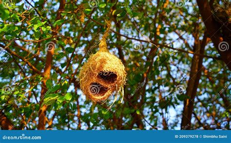 Bird S Nest Of Baya Weaver Bird S Nest Of Ploceus Philippinus On A