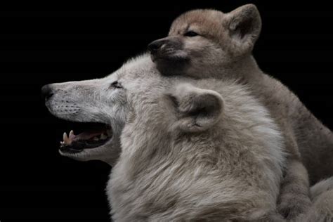 royalty  istock