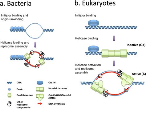 Figure 1 From How MCM Loading And Spreading Specify Eukaryotic DNA