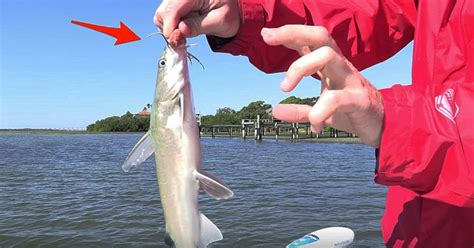 How To Safely Hold Unhook Catfish Without Pliers VIDEO