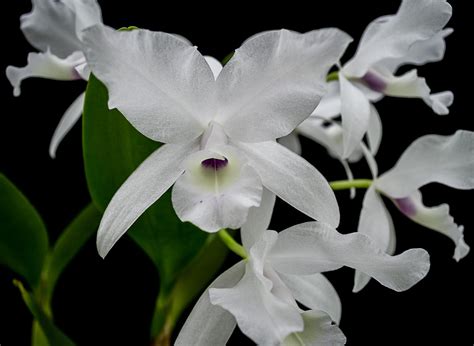 Brassavola Nodosa X Guarianthe Skinneri 4in Littleorchidannie