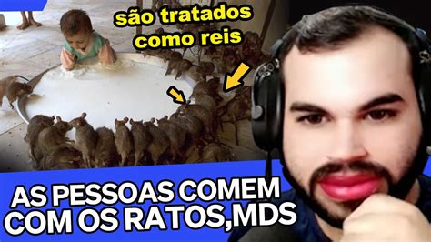 O BIZARRO TEMPLO DOS RATOS NA ÍNDIA O REAL MOTIVO DELE EXISTIR