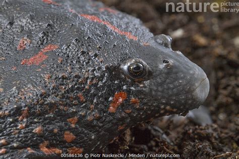 Stock Photo Of Mexican Burrowing Toad Rhinophrynus Dorsalis Belize