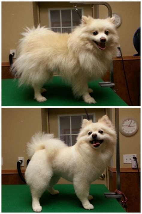 Security Check Required | Pomeranian haircut, Dog haircuts, Pet grooming