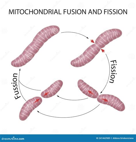 Mitochondria Cellular Organelles Produce Energy Cell Energy And Cellular Respiration Dna 3d