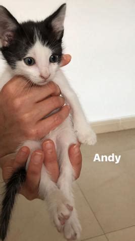 Andy Gato Adoptado En Castalla Alicante Bamb Difunde