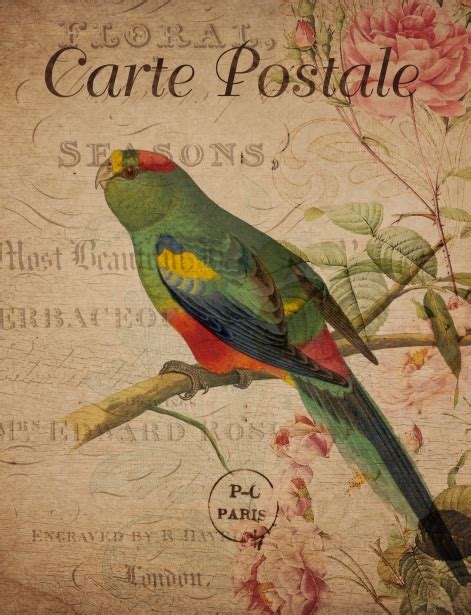 Vintage Floral Parrot Postcard Free Stock Photo Public Domain Pictures