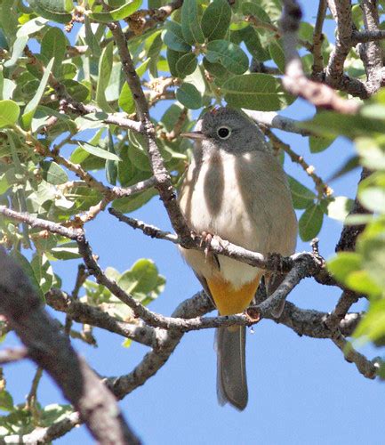 Colima Warbler Oreothlypis Crissalis Boot Canyon Trail Flickr