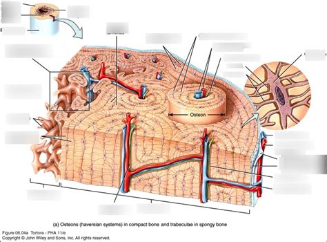 Histology of compact and spongy bone Diagram | Quizlet