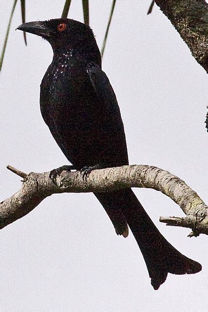 Mg Spangled Drongo Dicrurus Bracteatus Tony Morris Flickr