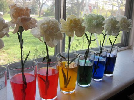 Carnations + Food Coloring = Rainbow Flowers | DIY for Beginners | KiwiCo