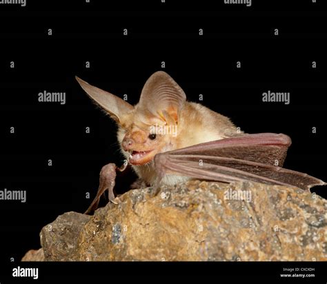 Pallid Bat Antrozous Pallidus In Captivity Hidalgo County New