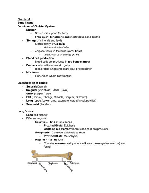 Anatomy And Physiology Lecture Chapter 6 Deprecated Api Usage The