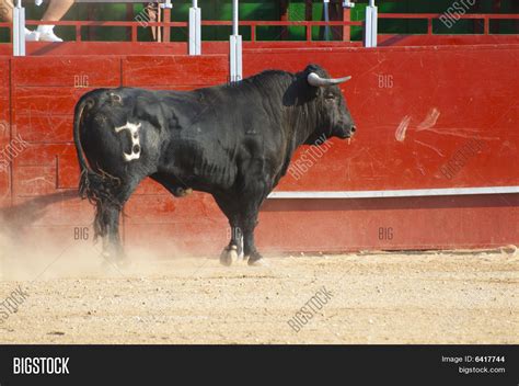 Fighting Bull Picture Image & Photo (Free Trial) | Bigstock