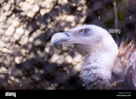 Large Vulture Beak Searching For Food Stock Photo Alamy