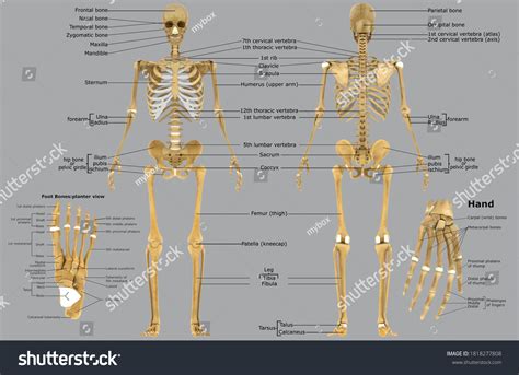 Human Skeleton Foot Bones Anatomy Medical Stock Vector (Royalty Free ...