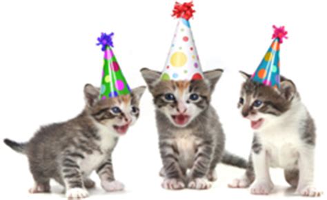 How To Plan The Perfect Birthday Party For Your Cat